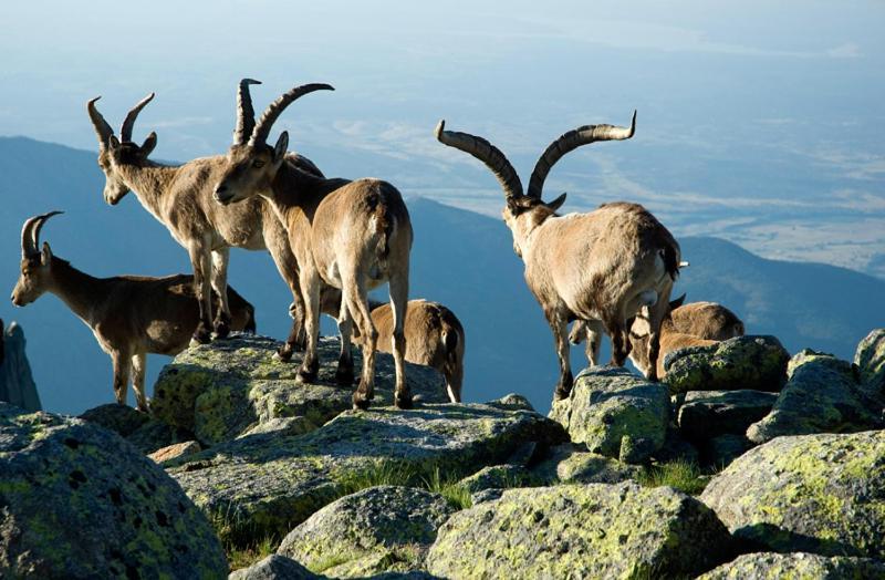 Ruralrut-El Tiemblo Wifi, Cabina De Hidromasaje, Aire Acondicionado Y A Pocos Metros De Zonas De Bano Naturales Esterno foto